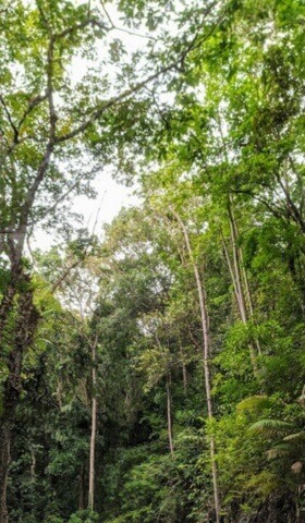 Minglanilla (forrest) - card style image for category/parent page location